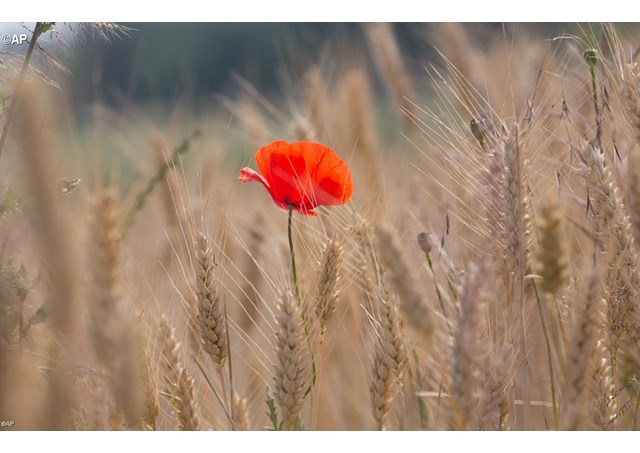 ap2456712_articolo