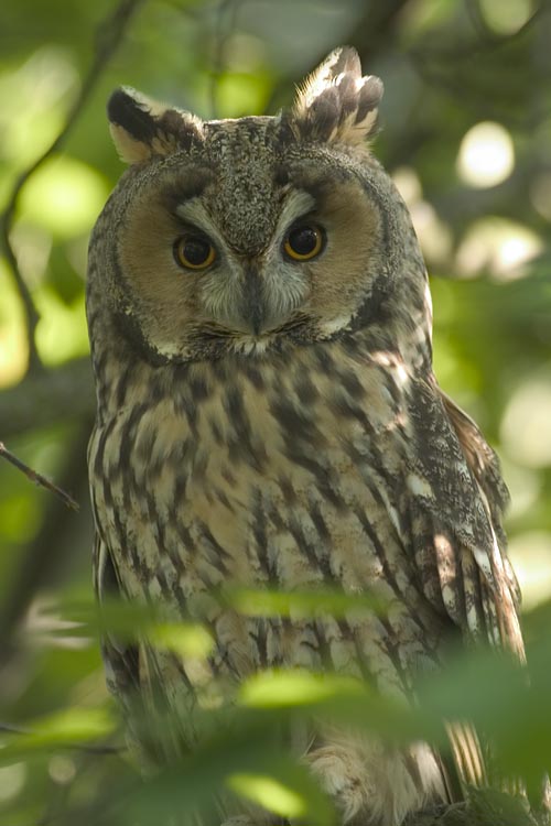 waldohreule_in_freier_wildbahn