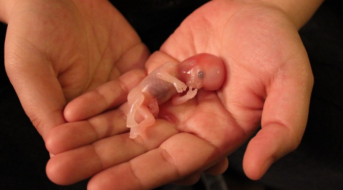 babynoah-672x372-1