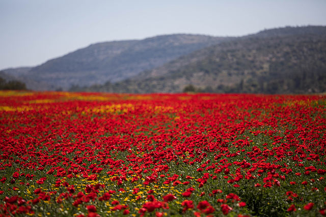 907367_20170405081608