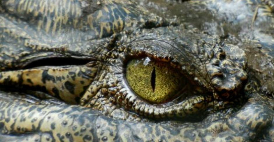 crocodile-eye