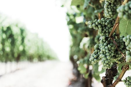 vineyard