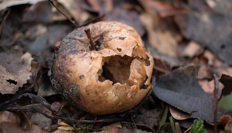 1024px-rotten_apple_under_the_tree-e1638961004254