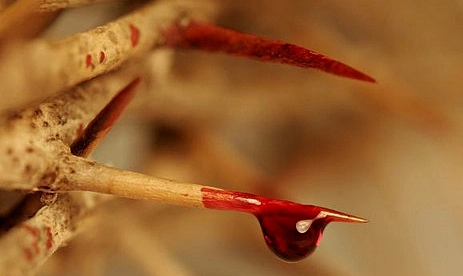 1586444018_web-thorns-blood-christ-aleteia-media-library