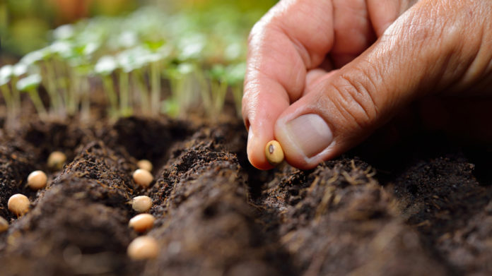082117seeds-696x391-1