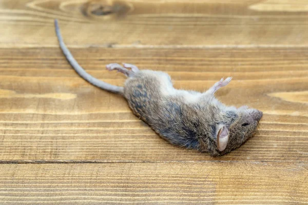 depositphotos_179854276-stock-photo-close-dead-field-mouse-apodemus