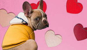 komentarz_zwierzeta-czlowiek_portal